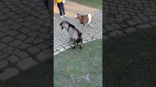 Des chèvres 🐐🐐 [upl. by Osnofledi]