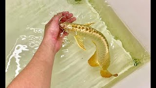 8 Super Gold Arowana Fish  Beautiful 24K Golden Head Arowana [upl. by Stedt]