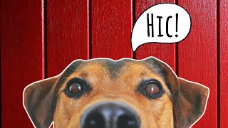 Dog Hiccups  Why How To Stop and When to Be Concerned [upl. by Yolanda]