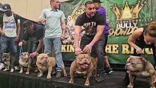 American Bully fun stack off at the ABKC show 2024 [upl. by Silvanus]