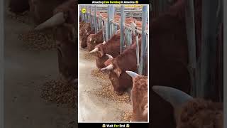 Amazing Cow Farming in America 😧 shorts farming yt [upl. by Llehsal]