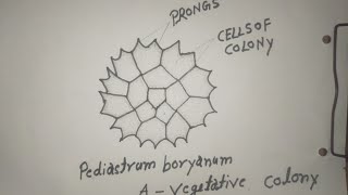 pediastrum boryanum diagram how to draw [upl. by Lenahtan]