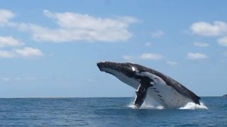 whales in laguna bay [upl. by Ennaecarg]