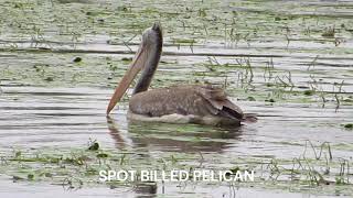 SPOT BILLED PELICANS  Are they decreasing in numbers [upl. by Ericha351]