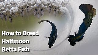 How to breed Betta Fish  Copper Halfmoon Betta Breeding  Fry to Adult [upl. by Toh]