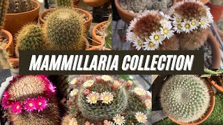 My Mammillaria Cactus Collection [upl. by Noillid]