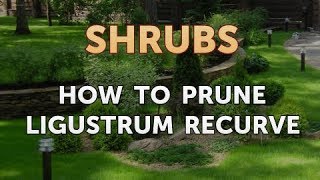 How to Prune Ligustrum Recurve [upl. by Anyar]