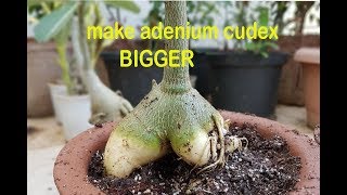 how to make ADENIUMdesert rose cudex big amp wide by simple method [upl. by Xuaeb205]