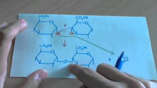 Enlace glucosídico glicosídico o Oglucosídico glúcidos [upl. by Nesta]