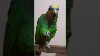 Orange winged amazonparrot eating chilli hungry youtubeshort cutepets [upl. by Godfree]