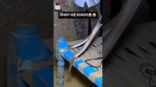 A Snake Encounter in Four Footed News snake in fourfooted [upl. by Enivid]