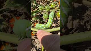 Tobacco Hornworm Caterpillar [upl. by Acira]