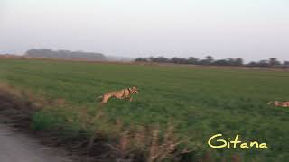 galgos y liebres [upl. by Constantia]