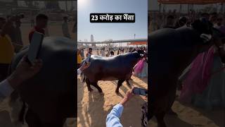 23 Crore ka bhainsa Anmol animals buffalo pushkar [upl. by Innavoij]