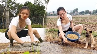 How to sow rice seeds in green fields  Take care of the farm Cooking banana cake  Ngân Daily Life [upl. by Ailee845]