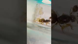 Lasius flavus  worker feeding larva ameisen insects antkeeping bug ants antspecies lasius [upl. by Nalek]