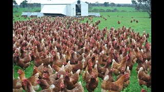 Amazing  Nearly 30 Thousand Chickens and Roosters All at Once out for feeding [upl. by Pat692]