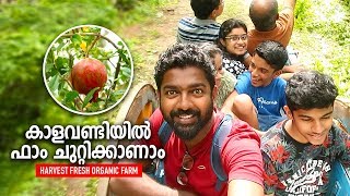 കാളവണ്ടിയിൽ ഫാം ചുറ്റിക്കാണാം │ Harvest Fresh Organic Farm Cumbum │ Route Records [upl. by Acireed]