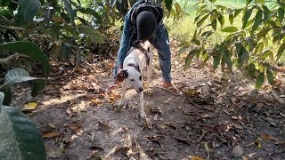 man and dog with mating [upl. by Ingaborg]