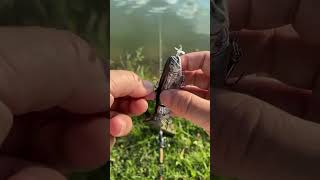 Go fishing！！fishing fishinglife lurefishing foryou fishingfun fishingaddict fishingvideos [upl. by Tremml600]