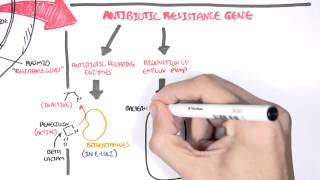 Microbiology  Bacteria Antibiotic Resistance [upl. by Valiant]