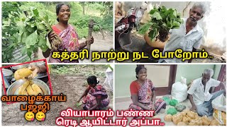 கத்தரி நாற்று நட போறோம் ☺️ வியாபாரம் பண்ண ரெடியாயிட்டார் அப்பா 💪tamilvlog [upl. by Endor]