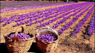 How its Made Saffron  Saffron Agriculture Process Step by Step and Saffron Factory Processing [upl. by Hett192]