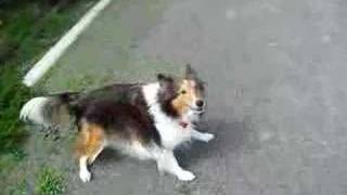 Sheltie Loves To Spin Bark and Run [upl. by Yellehs]