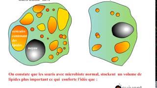 MICROBIOTE HUMAIN [upl. by Galliett]