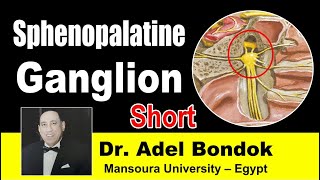 Sphenopalatine Ganglion Short Dr Adel Bondok [upl. by Emilia800]