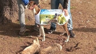 galgos vs liebres pantera corriendo el nacional [upl. by Naujud]