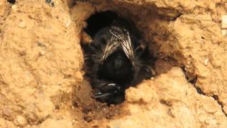 Anthophora plumipes Hairyfooted Flower Bee sealing nest [upl. by Nowad]