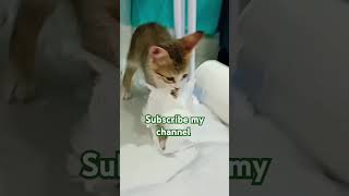 cat funny video 🤣🤣🤣cat ungaluku pudikumna Anga channel subscribe pannuga [upl. by Haneehs]