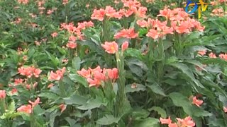 Package of practices for crossandra cultivation [upl. by Enirehtahc]