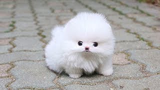 Cute Pomeranian Puppies Videos Compilation 2019  Cutest and Funny Dogs [upl. by Sherwood]