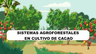 1 Bienvenida Sistemas Agroforestales [upl. by Faubert]