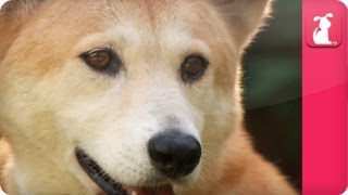 Bindi amp Robert Irwin feature  Dingos  Mia Growing Up Wild [upl. by Yenhpad]