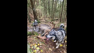 Henrikssons Jakt  Älg och vildsvinsjakt med Jämthund 2 [upl. by Simpkins737]