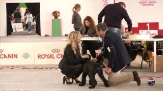 Ancona 2016  Schnauzer nero [upl. by Bryana337]