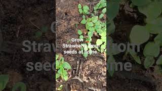 Growing Strawberries from Seeds A Complete Guidequot [upl. by Annahsirhc]