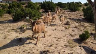 The Aoudad Sheep herd [upl. by Zoa]