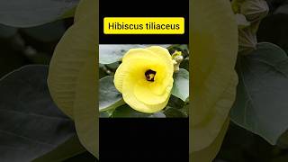 Hibiscus tiliaceus flowers [upl. by Baiss389]