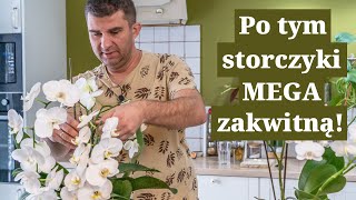 Patenty na MEGA storczyki Jak pielęgnować storczyki by kwitły jak szalone [upl. by Keir636]