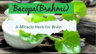 The Incredible Benefits of Brahmi  The Miracle Herb for Brain Health  Bacopa Monnieri  Brahmi [upl. by Laszlo]