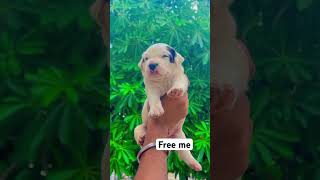 Free me dog  Pitbull puppy  Pitbull price  cute puppy  dog price India pitbull cutepuppy free [upl. by Grantham]