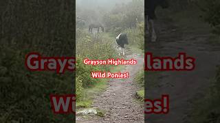 Hiking Wilburn Ridge at Grayson Highlands State Park graysonhighlands appalachiantrail [upl. by Hubing122]