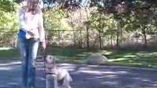 Wheaten Terriers How to Teach Your Dog Obedience Training Tips amp Tricks  Teach Your Wheaten Terrier to Heel Using These Dog Obedience Training Methods [upl. by Ennaisoj]