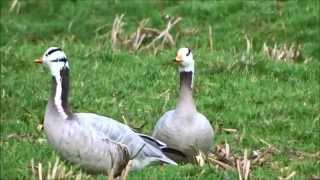 Barheaded Geese  Indische Ganzen Anser Indicus [upl. by Schwenk]