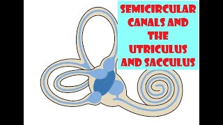 Semicircular canals and the Utriculus and Sacculus [upl. by Llemej]