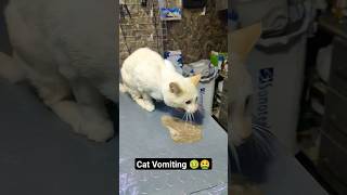 Cat Vomiting 🥶🤮 cat vomit catlife catvet vetclinic [upl. by Blayne]